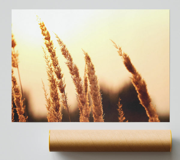 Yellow Sunset Print
