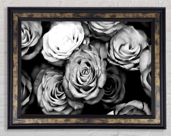Roses Black And White Framed Print