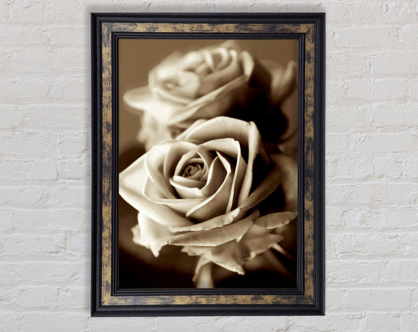 Sunning Sepia Roses Framed Print