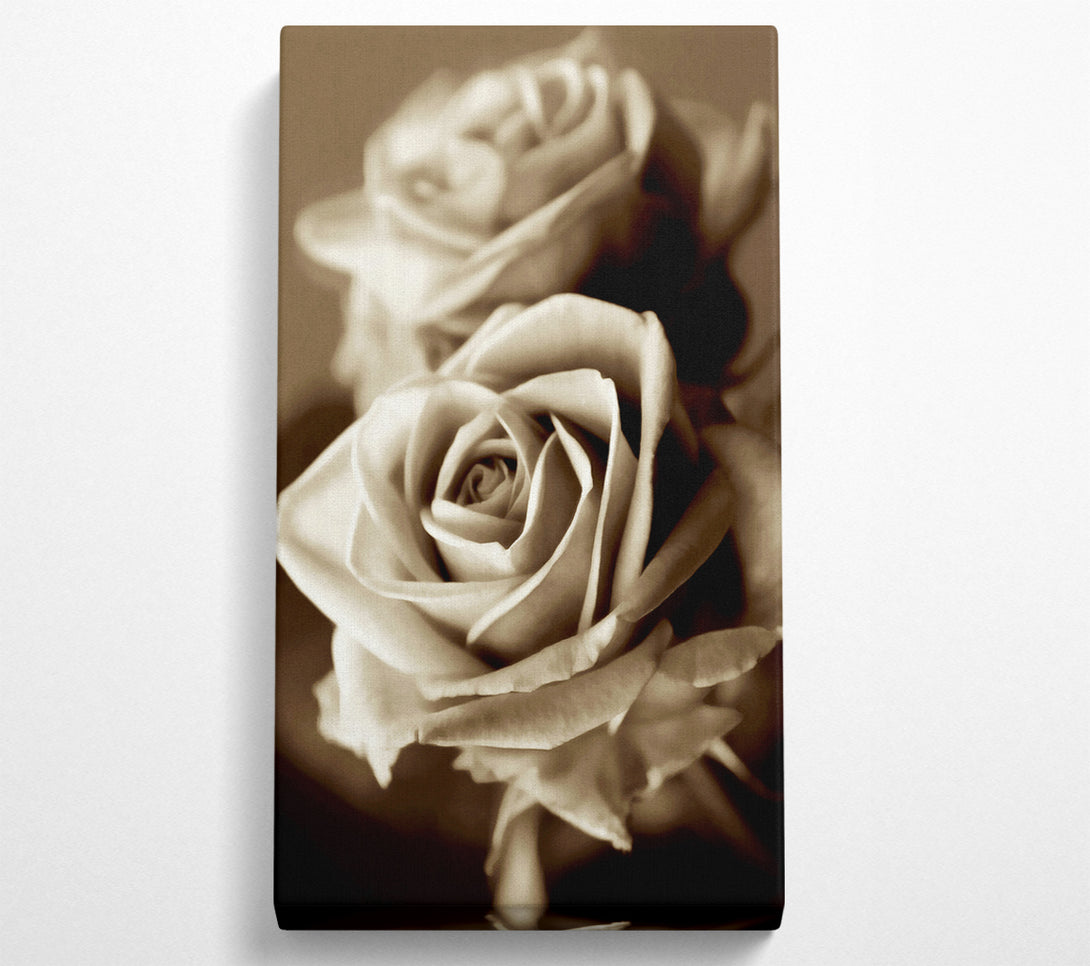  A Canvas Print of Sunning Sepia Roses Canvas Art