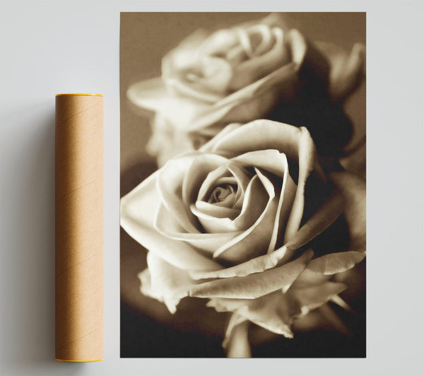 Sunning Sepia Roses Poster