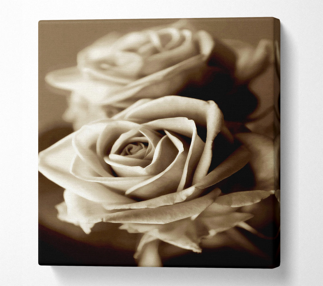  A Canvas Print of Sunning Sepia Roses Canvas Art