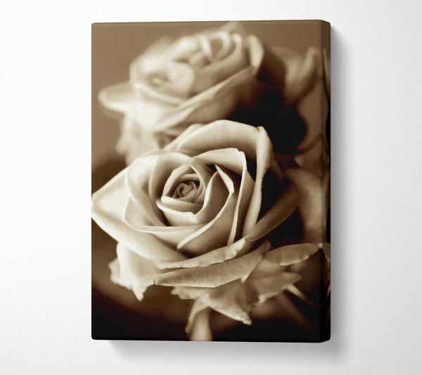  A Canvas Print of Sunning Sepia Roses Canvas Art