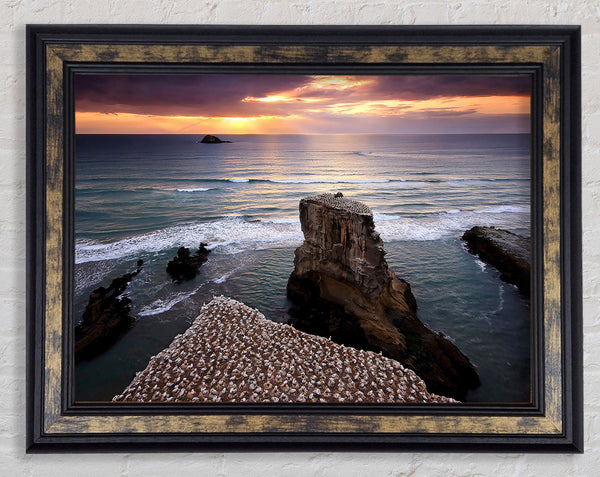 Gannet Colony Framed Print