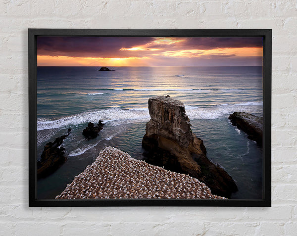 Gannet Colony Framed Print