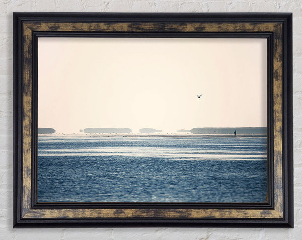 Morning Sea Bird Framed Print