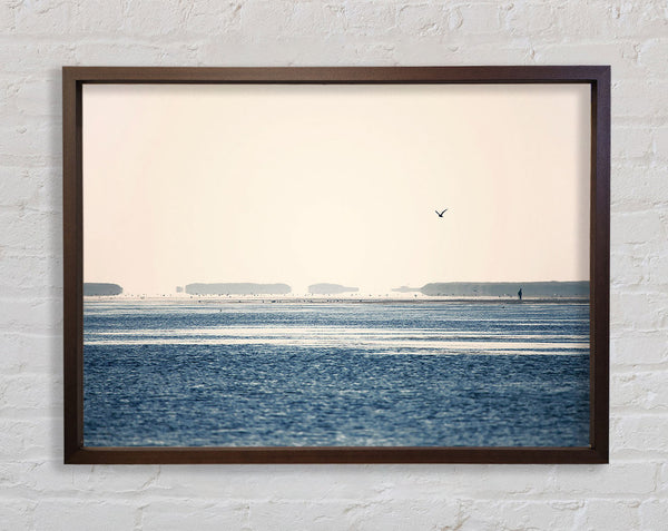 Morning Sea Bird Framed Print