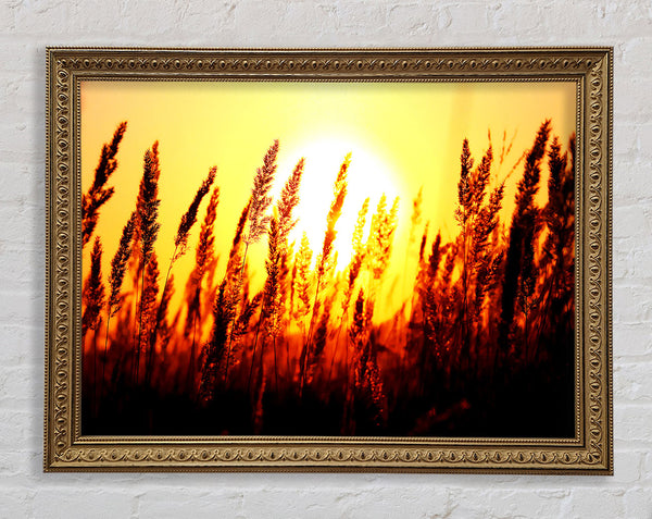 Beautiful Sun Rise Reeds Framed Print