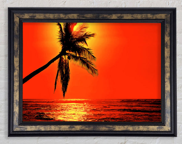 Palmtree Sunblaze Framed Print