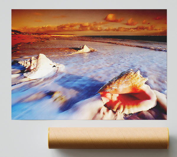 Shells From The Ocean Poster