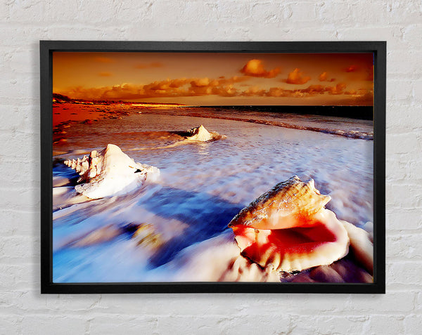 Shells From The Ocean Framed Print