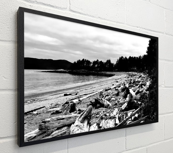 Black And White Driftwood Ocean