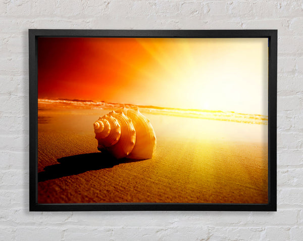 Seashell And Sun Framed Print