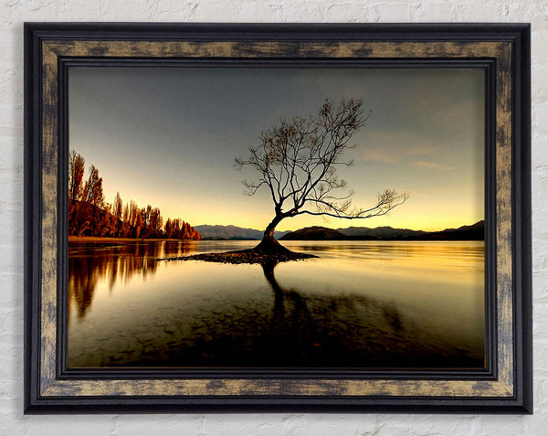 Lonely Lake Tree Framed Print