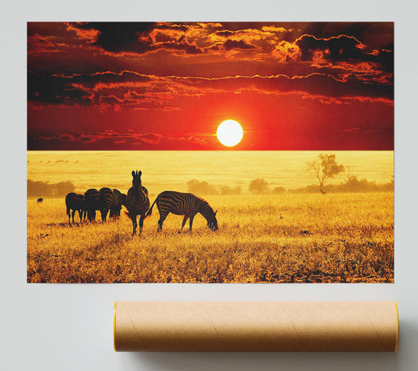 Zebras In The African Sun Print