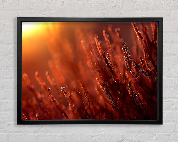 Sun Glare Framed Print