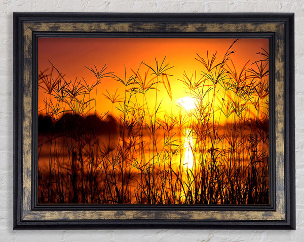 Sunset Light Summer Framed Print