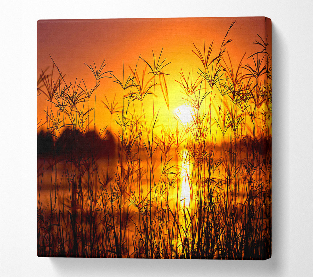  A Canvas Print of Sunset Light Summer Canvas Print