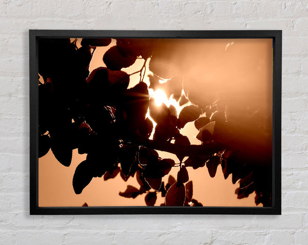 Sunlight Through Leaves Framed Print