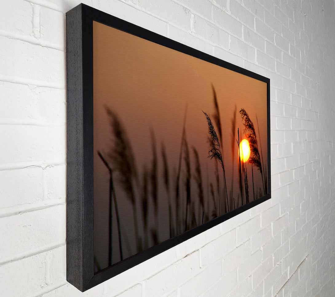  A Canvas Print of Reed Silhouette At Sunset Canvas Art