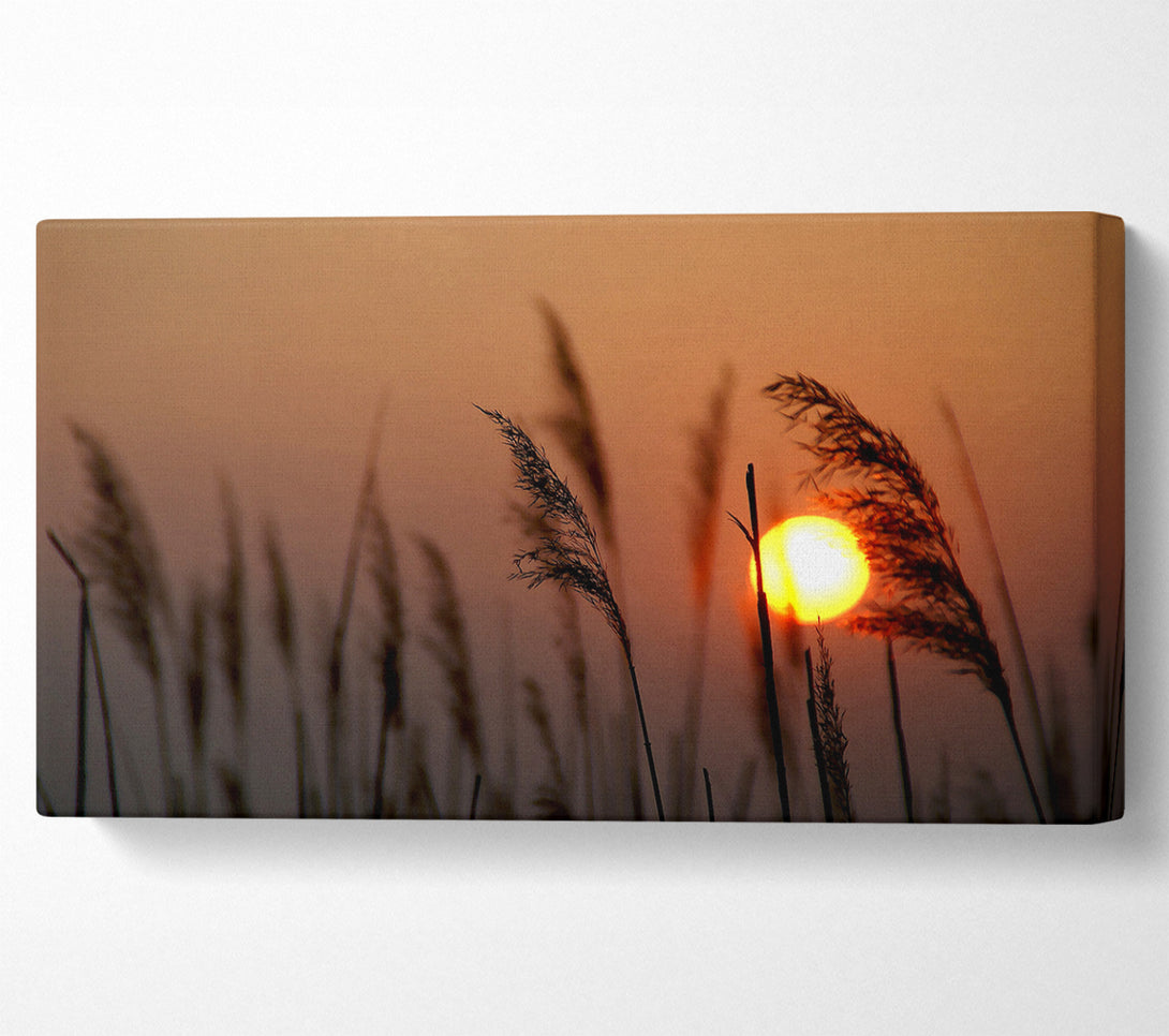  A Canvas Print of Reed Silhouette At Sunset Canvas Art