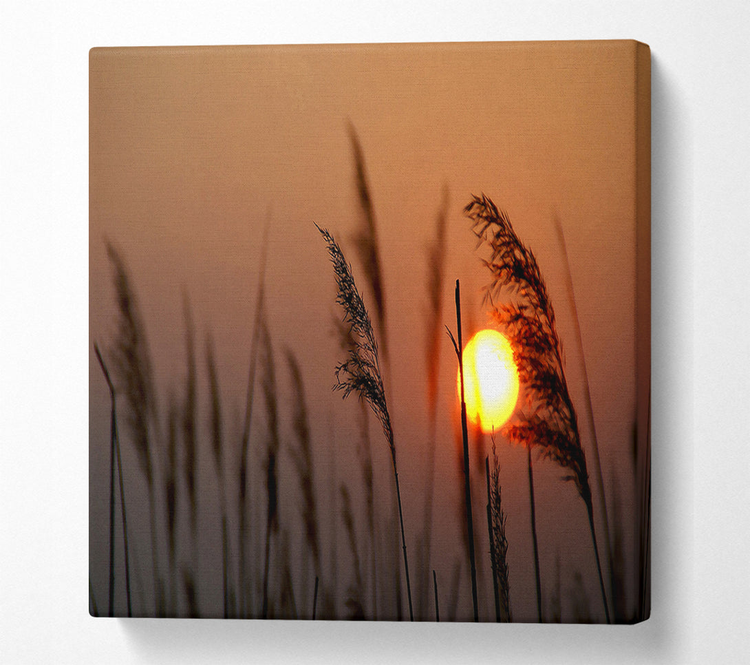  A Canvas Print of Reed Silhouette At Sunset Canvas Art
