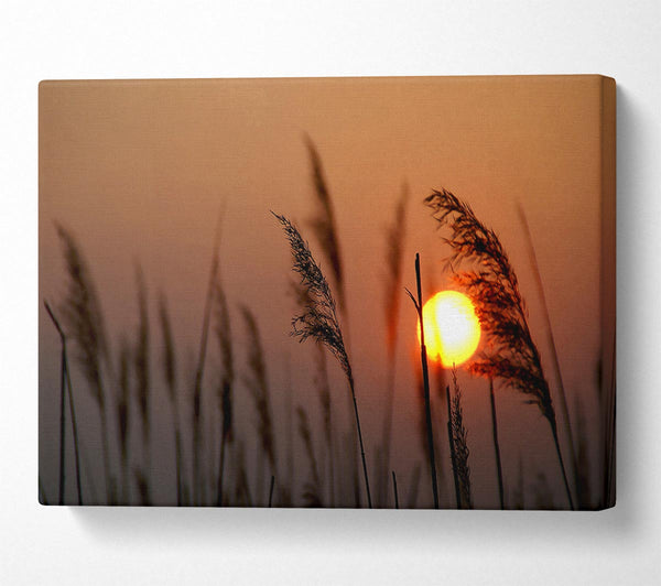 A Canvas Print of Reed Silhouette At Sunset Canvas Art
