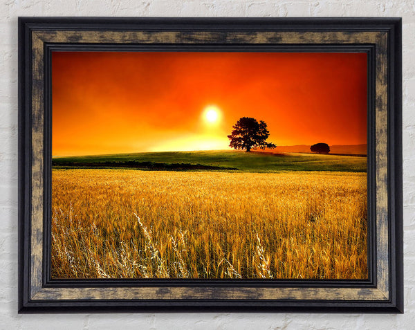 Sunny Day Framed Print