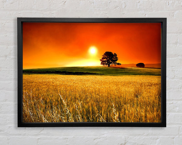 Sunny Day Framed Print