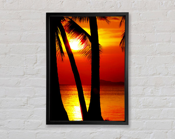 Golden Reflections Of The Palmtree Sun Framed Print