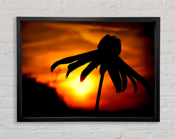 Sun Behind The Flower Framed Print