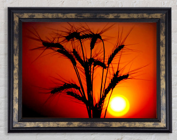 The Wheats Source Of Energy Framed Print