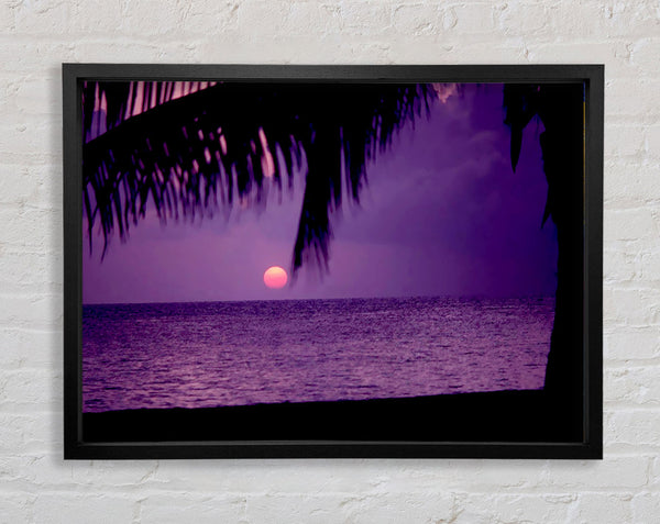 Sun Down Palm Purple Framed Print