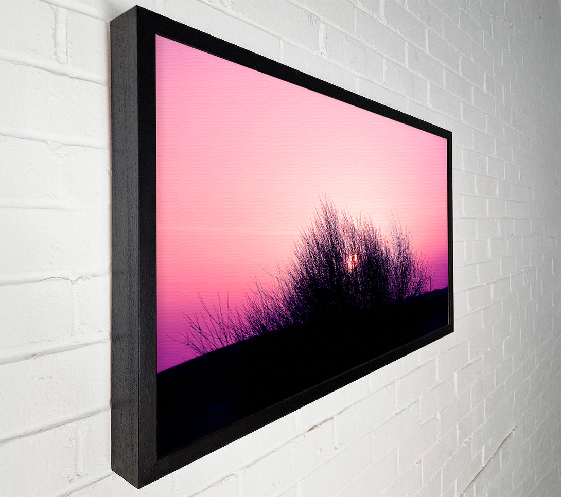  A Canvas Print of The Sun Reeds Pink Canvas Print