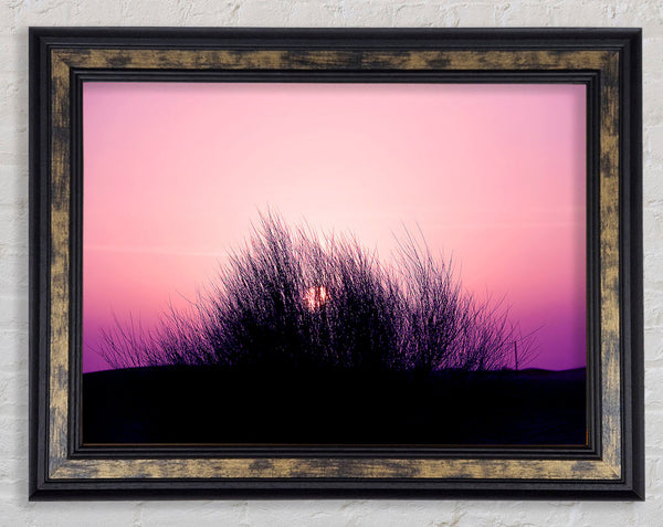 The Sun Reeds Pink Framed Print