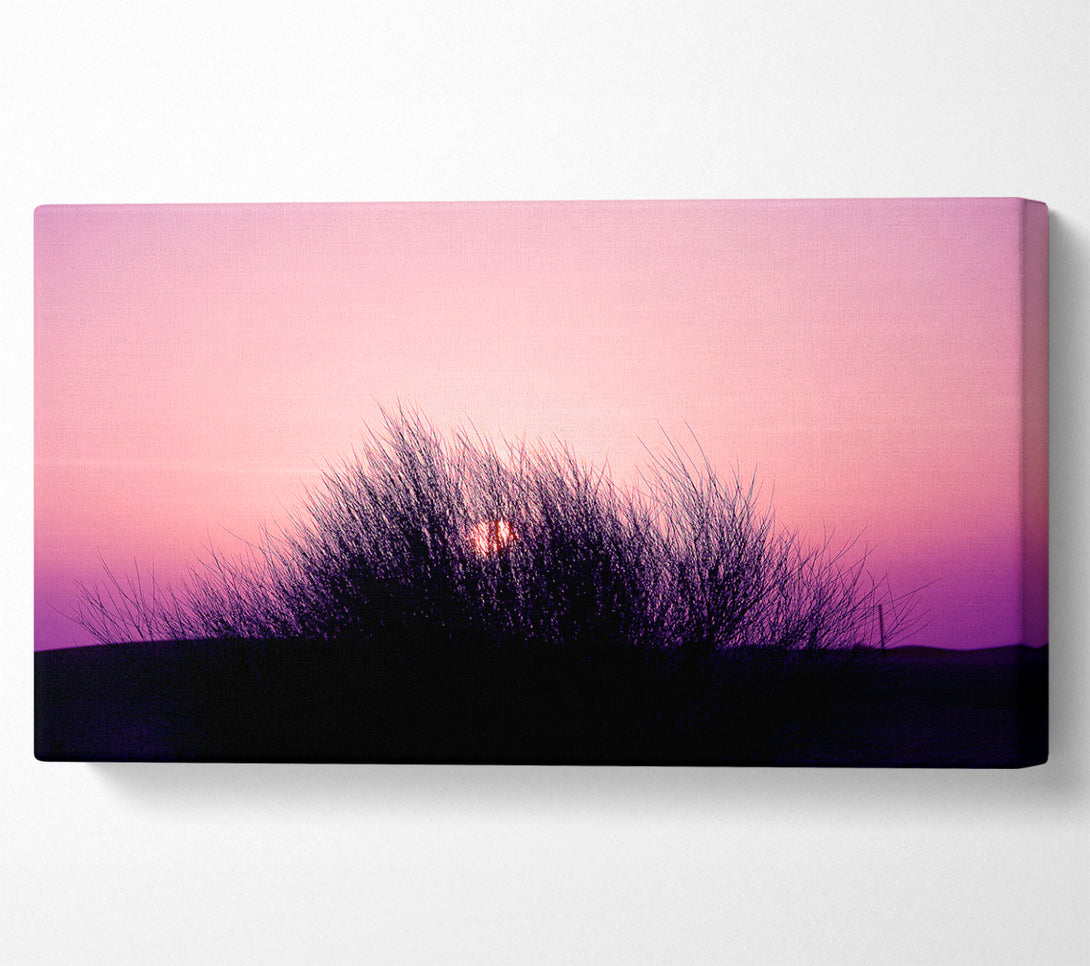  A Canvas Print of The Sun Reeds Pink Canvas Print