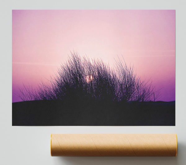 The Sun Reeds Pink Poster