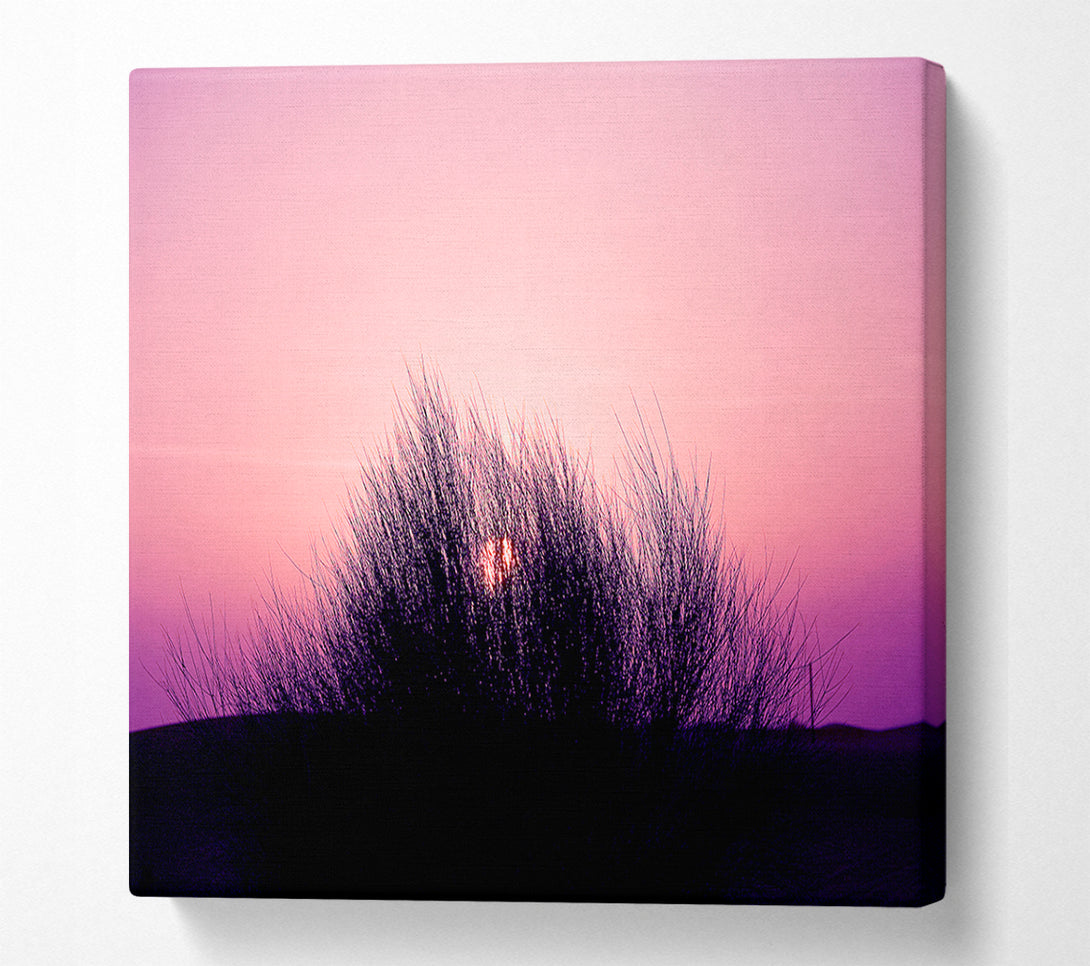  A Canvas Print of The Sun Reeds Pink Canvas Print