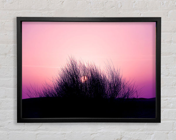 The Sun Reeds Pink Framed Print