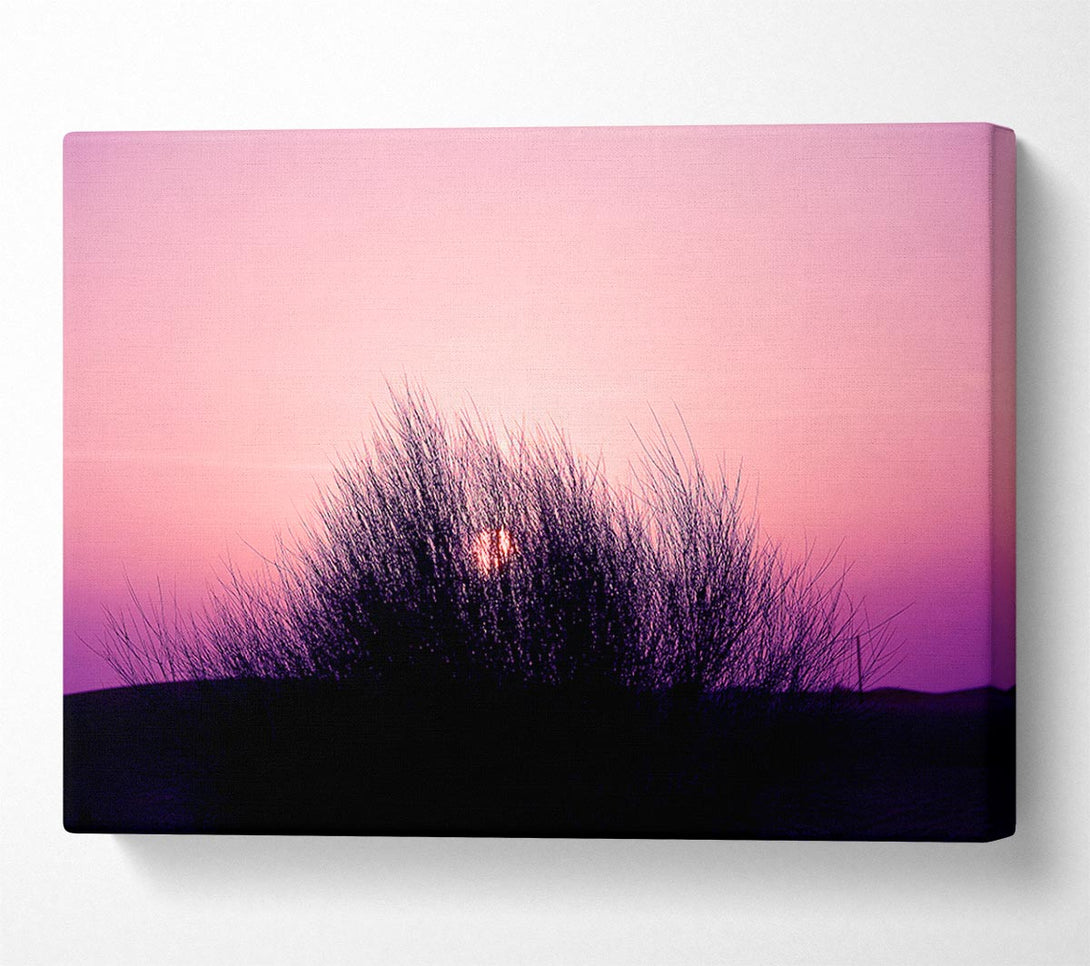  A Canvas Print of The Sun Reeds Pink Canvas Print