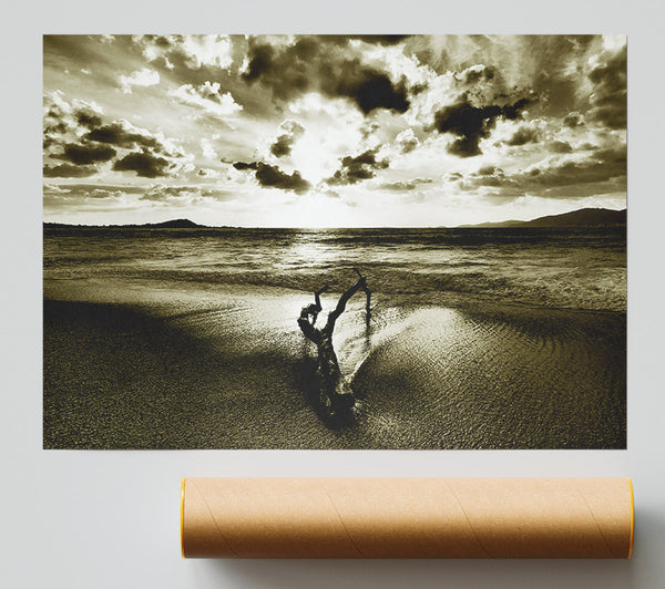 Driftwood Sepia Print