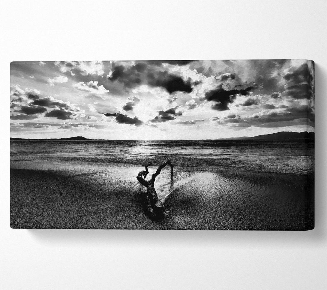  A Canvas Print of Driftwood B n W Canvas Print