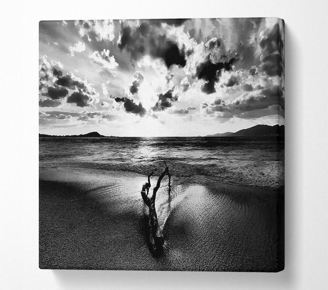  A Canvas Print of Driftwood B n W Canvas Print