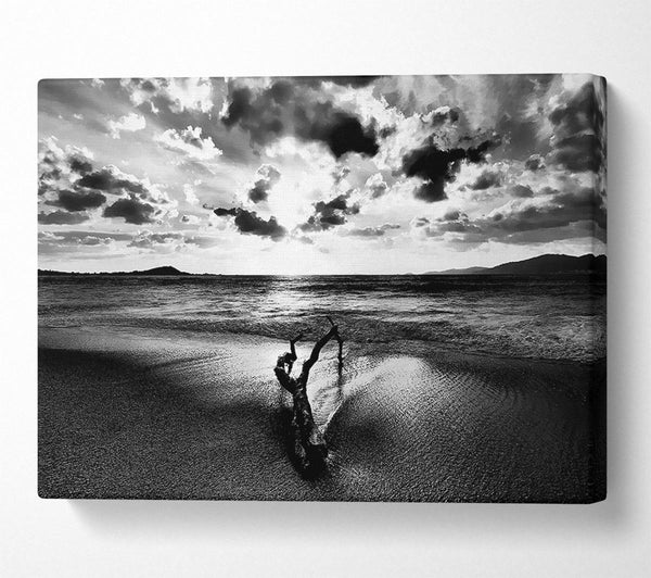  A Canvas Print of Driftwood B n W Canvas Print