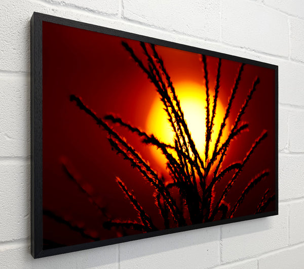 As The Sun Lights Up The Reeds