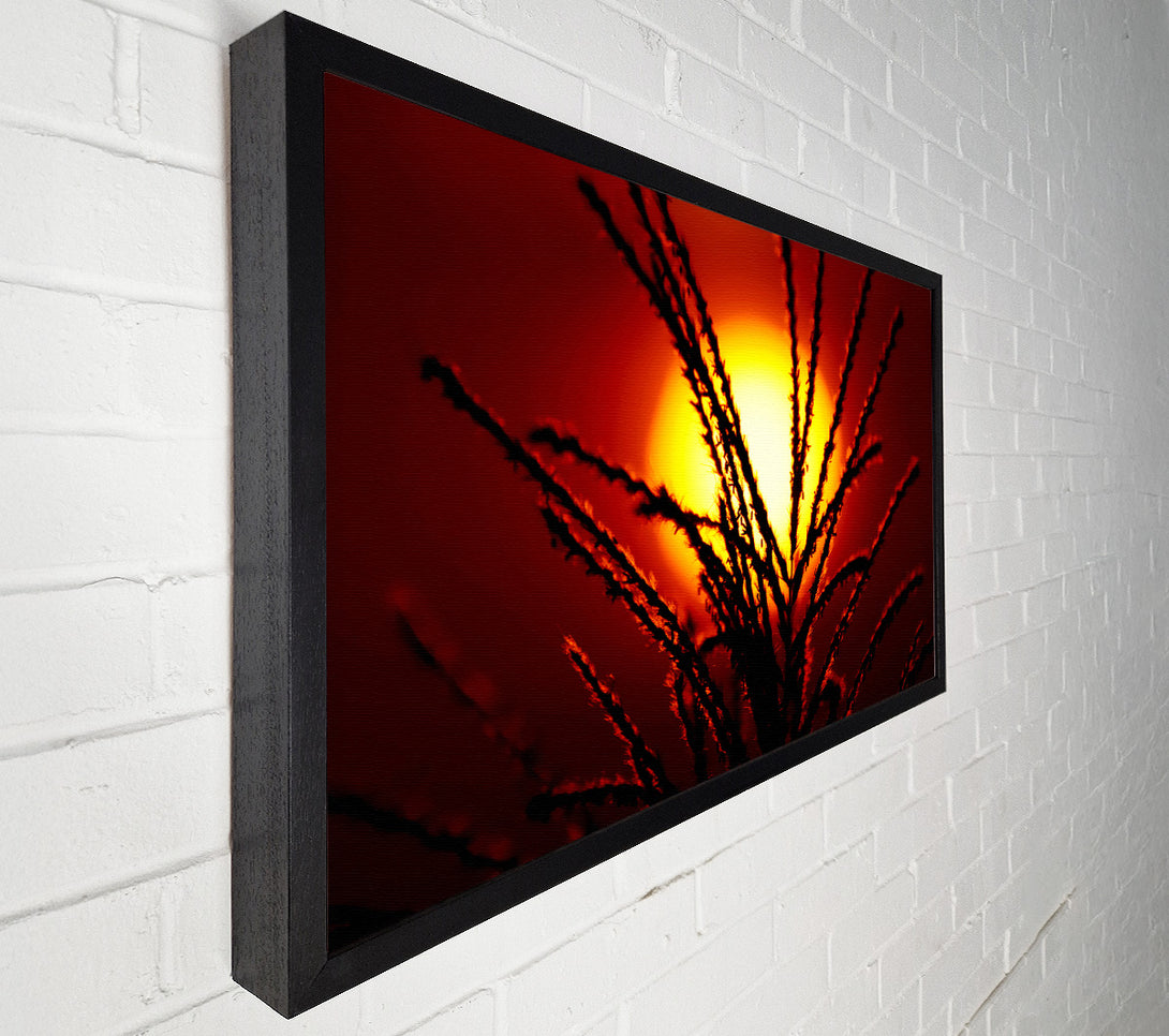  A Canvas Print of As The Sun Lights Up The Reeds Canvas Wall Art