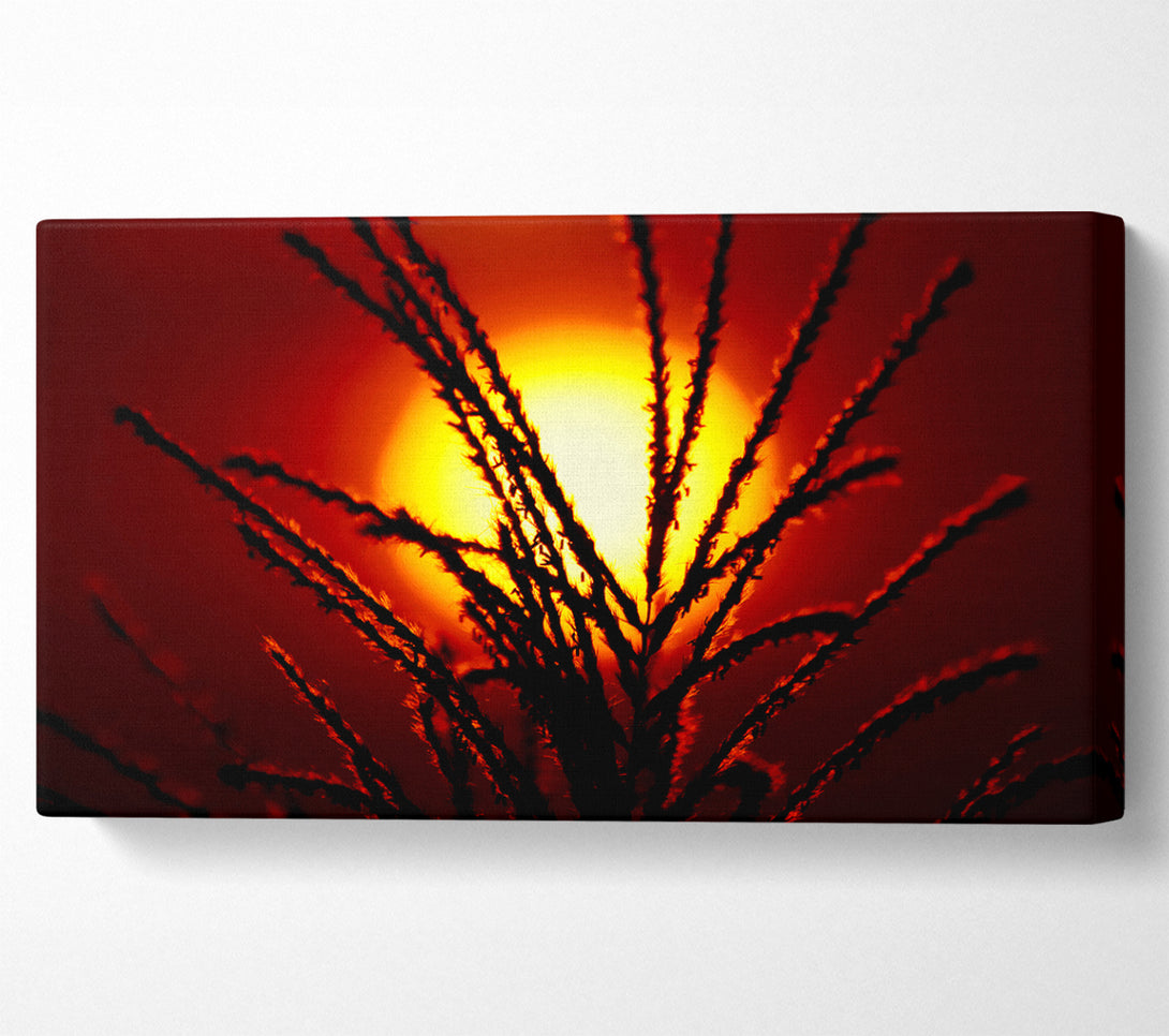  A Canvas Print of As The Sun Lights Up The Reeds Canvas Wall Art