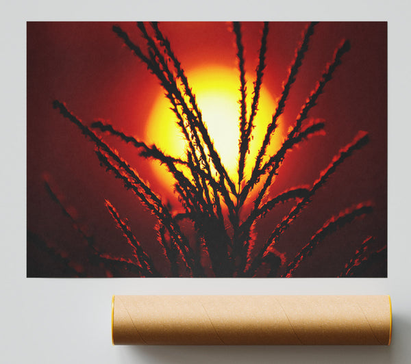 As The Sun Lights Up The Reeds Print