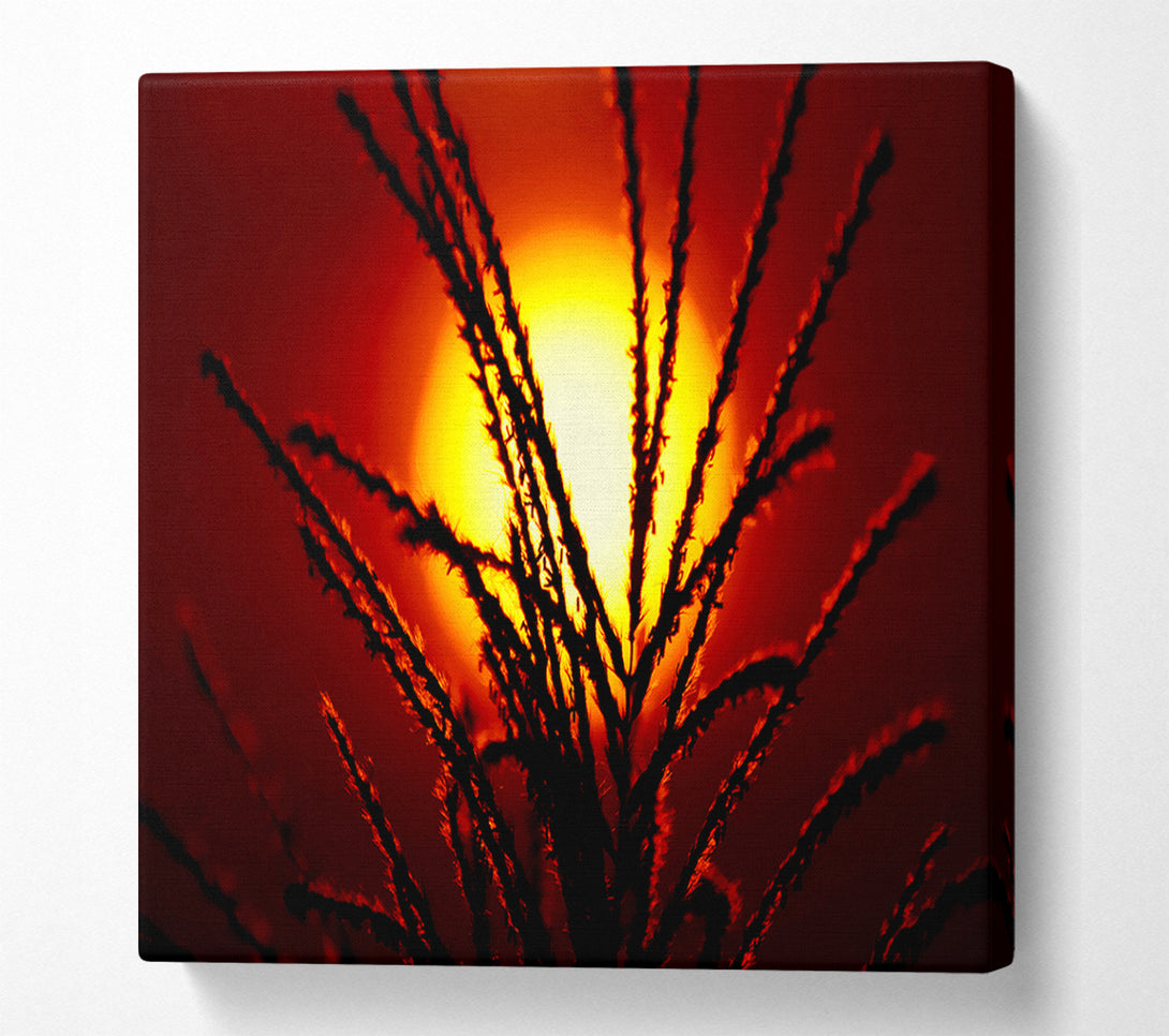  A Canvas Print of As The Sun Lights Up The Reeds Canvas Wall Art