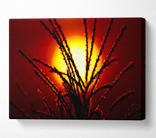  A Canvas Print of As The Sun Lights Up The Reeds Canvas Wall Art